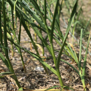 Seed Garlic Perfect for Planting sold by the bulb
